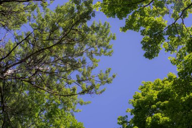 Yeşil yeşillik mavi gökyüzü. Yeşil ağaçlar gökyüzü ve bulutlar karşı.