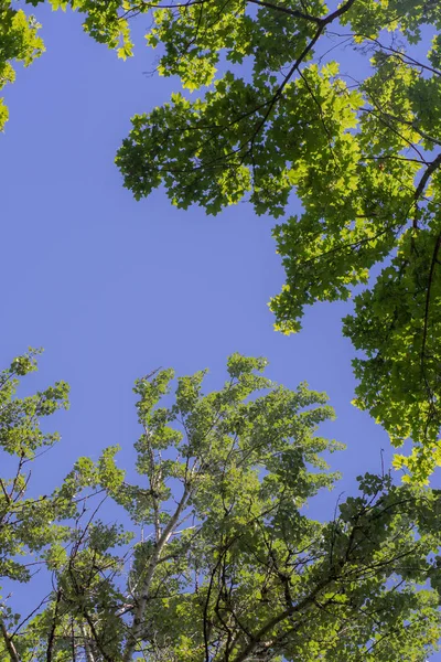 Grönt Bladverk Mot Den Blå Himlen Gröna Träd Mot Himmel — Stockfoto