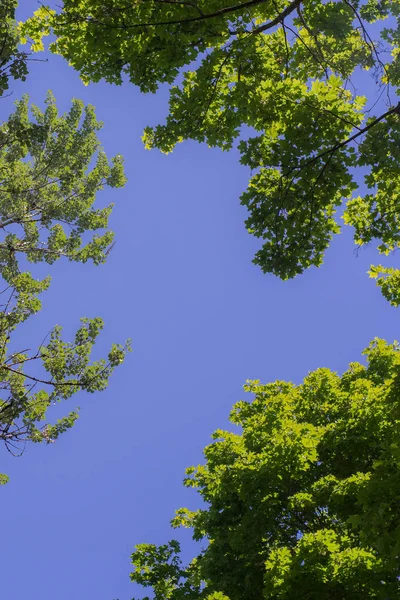 Grönt Bladverk Mot Den Blå Himlen Gröna Träd Mot Himmel — Stockfoto