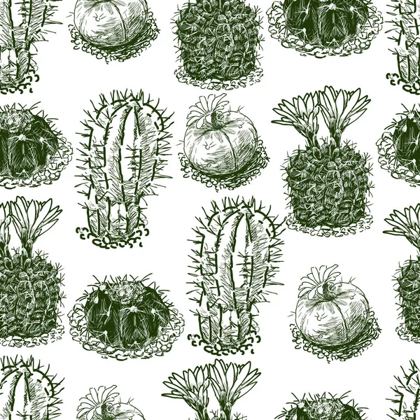 Modèle Des Cactus Dessinés — Image vectorielle