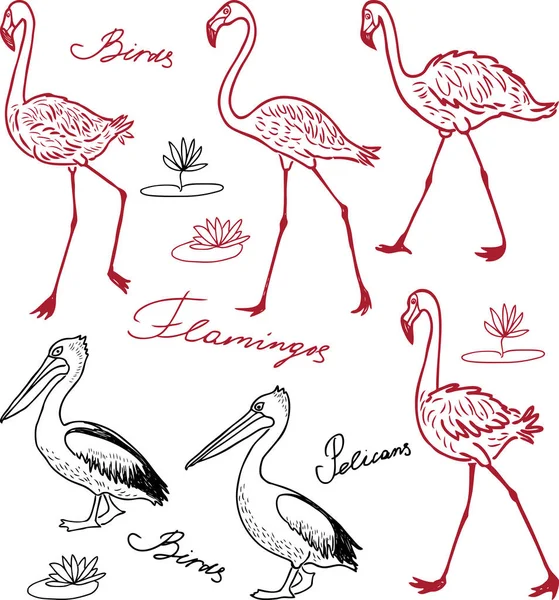 Een Groep Van Getekende Flamingo Pelikanen — Stockvector