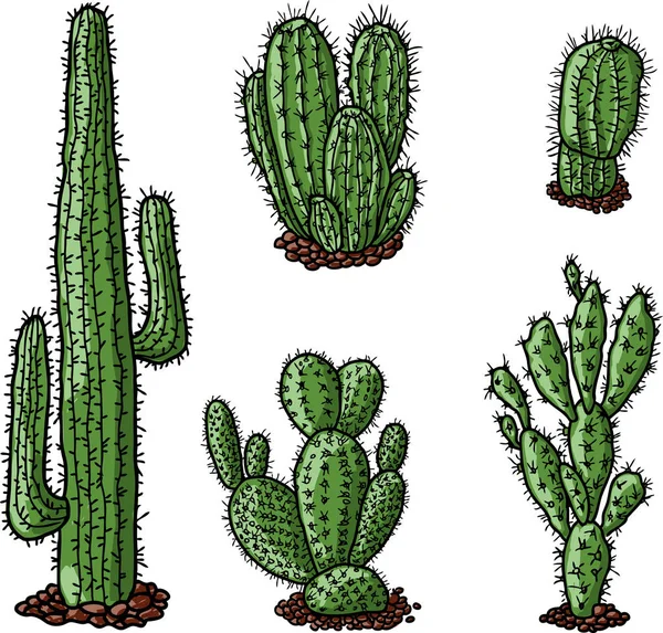 Set Various Drawn Cactuses — Stock Vector