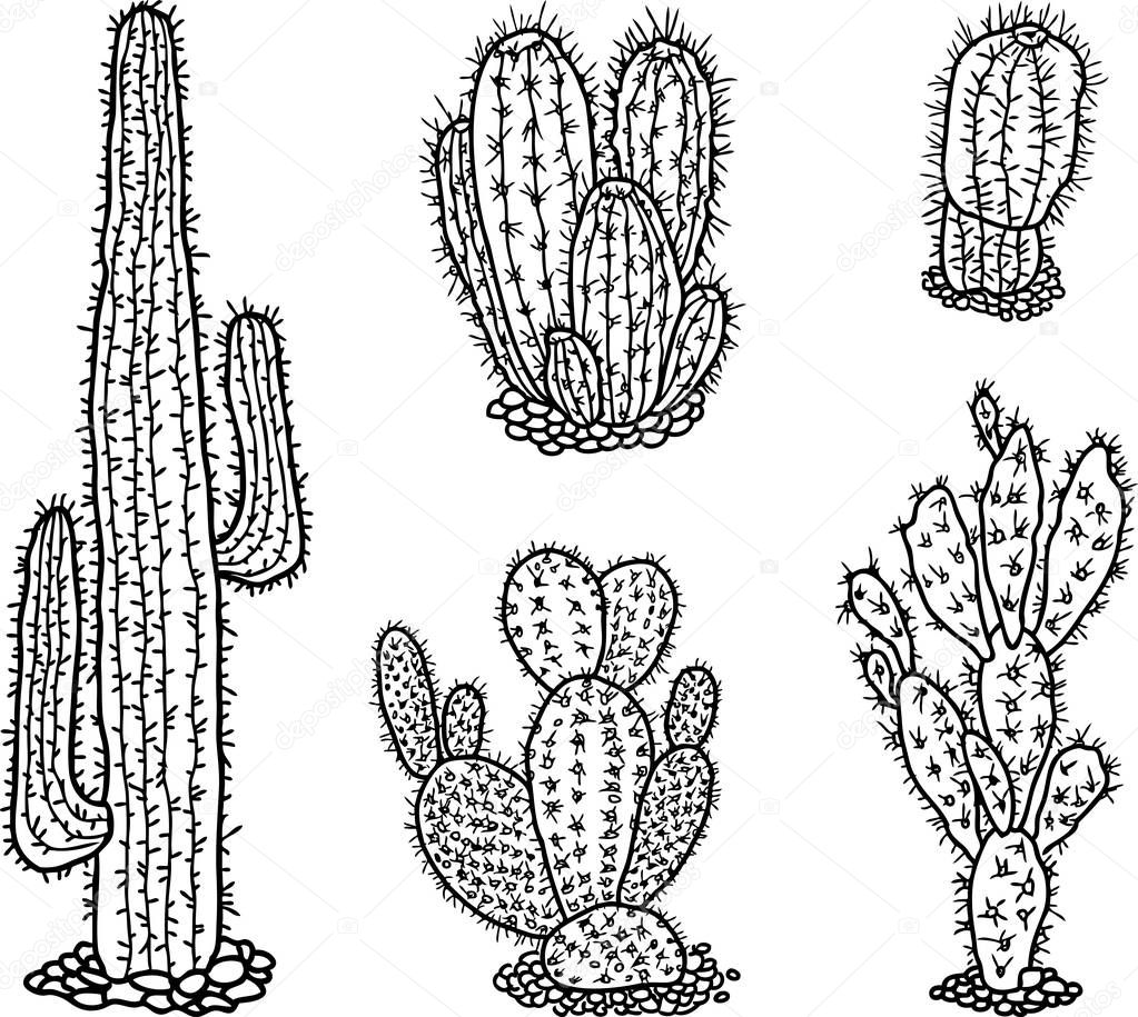 A set of the different drawn cactuses