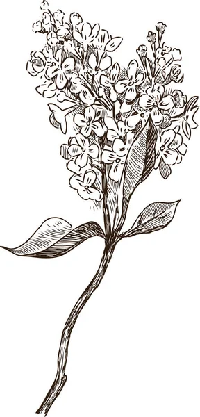 Croquis Une Brindille Fleurie Lilas — Image vectorielle