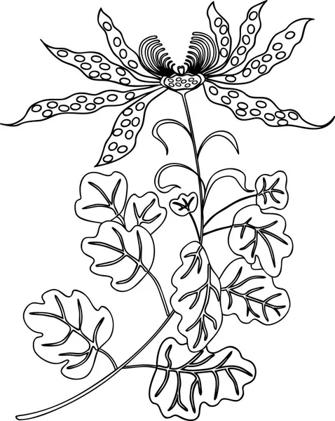 Vector Tekening Van Decoratieve Orchid — Stockvector