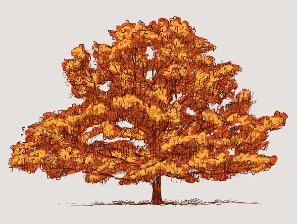 Imagen Vectorial Del Roble Otoño — Vector de stock