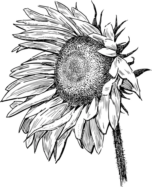 Handzeichnung Einer Reifen Sonnenblume — Stockvektor