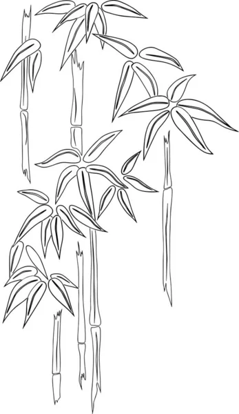 Zeichnung Eines Tropischen Bambus — Stockvektor