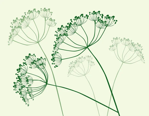 Illustration Der Blütenstände Von Schirmpflanzen — Stockvektor