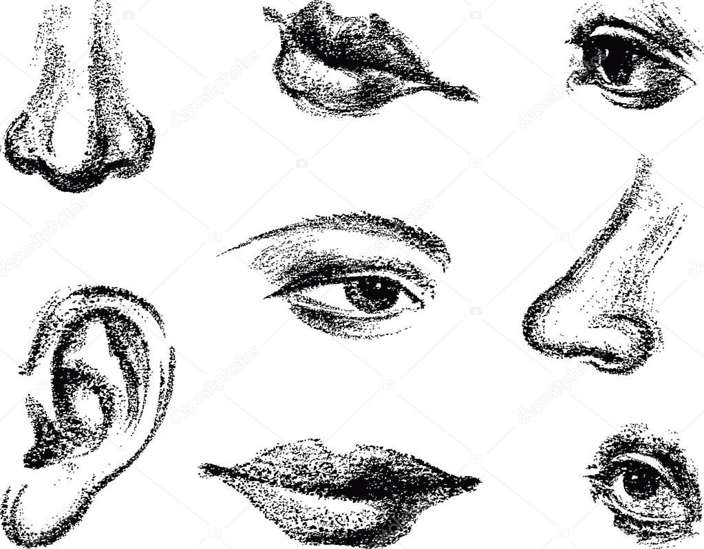 A set of sketches of parts of human face