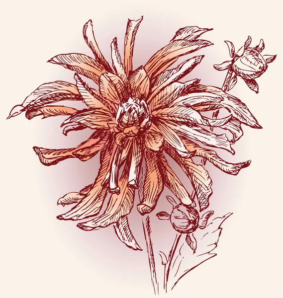 Carte Vœux Vectorielle Avec Aster Rouge Dessiné — Image vectorielle