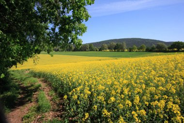görüntülemek için czorneboh