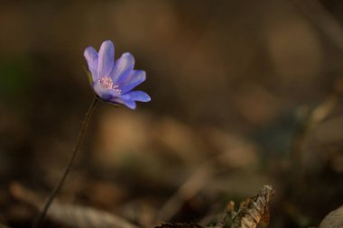 Gün batımında doğal ortamda Hepatica çiçek