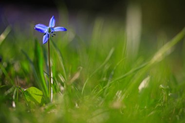 Çayırda çiğdem çiçekleri.