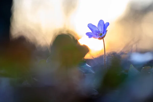 Gün batımında doğal ortamda Hepatica çiçek — Stok fotoğraf