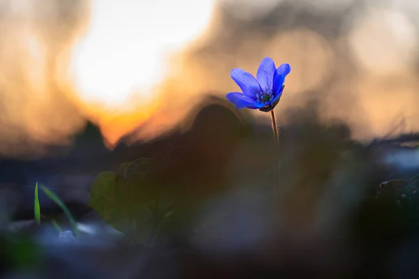 Hepatica blomma i den naturliga miljön under solnedgången — Stockfoto