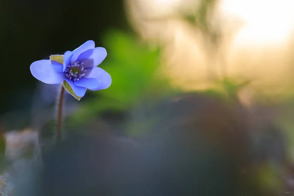 Flor de Hepatica no ambiente natural durante o pôr do sol — Fotografia de Stock