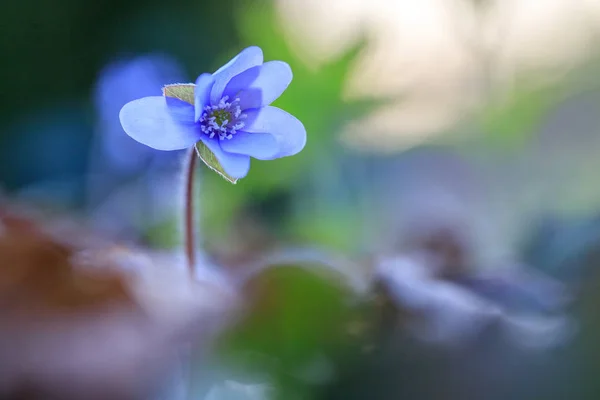 Hepatica flower in the natural environment during sunset — Stock Photo, Image