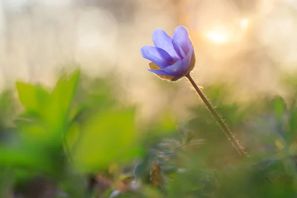 Hepatica fleur dans l'environnement naturel pendant le coucher du soleil — Photo