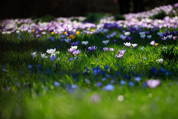 Krokusowe kwiaty na łące. — Zdjęcie stockowe