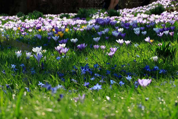 Crocus flowers in meadow. — Stock Photo, Image