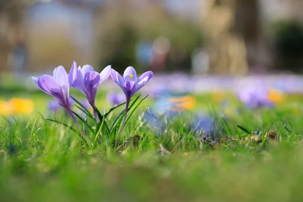 Krokus blommor i äng. — Stockfoto