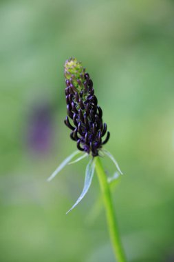 Koyu Rampion veya Phyteuma ovatum veya Siyah Rampion bitki