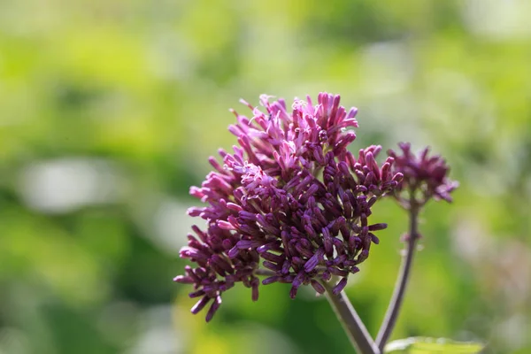 Adénostyles communs plante de fleur dans les dolomites — Photo