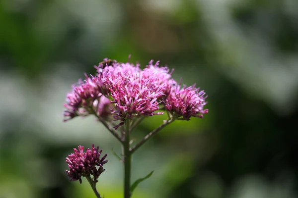 Adénostyles communs plante de fleur dans les dolomites — Photo