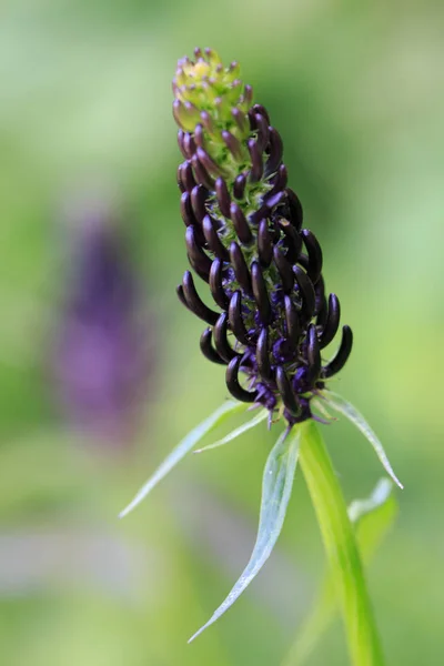 Rampion foncé ou Phyteuma ovatum ou plante de rampion noir — Photo