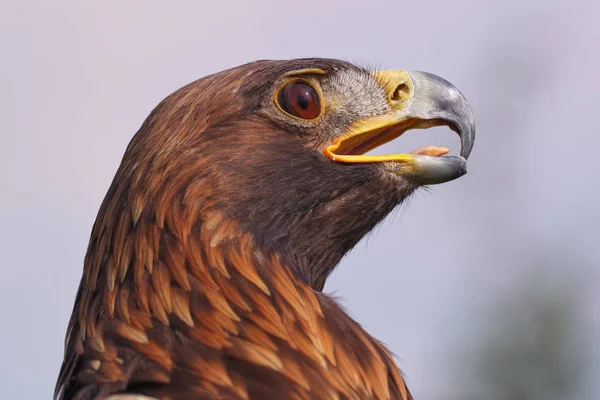 Eagle looking fierce. A magnificent golden eagle — Stock Photo, Image