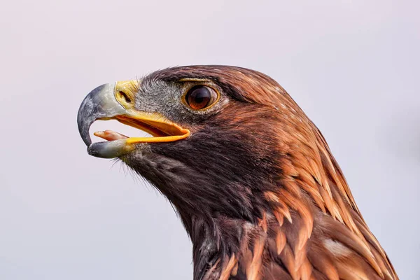 Eagle op zoek hevig. Een prachtige gouden adelaar — Stockfoto