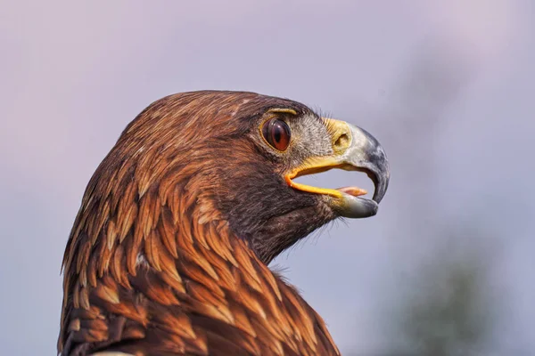 Águia com ar feroz. Uma magnífica águia dourada — Fotografia de Stock