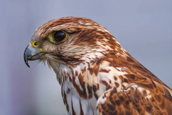 Peregrine Falcon portrét zblízka — Stock fotografie