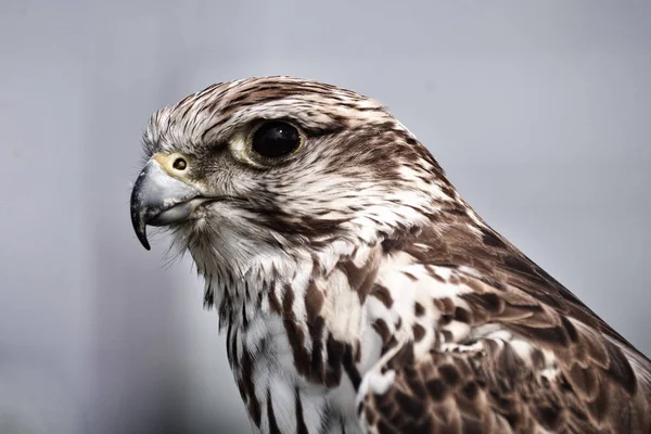 Peregrine Falcon portrét zblízka — Stock fotografie