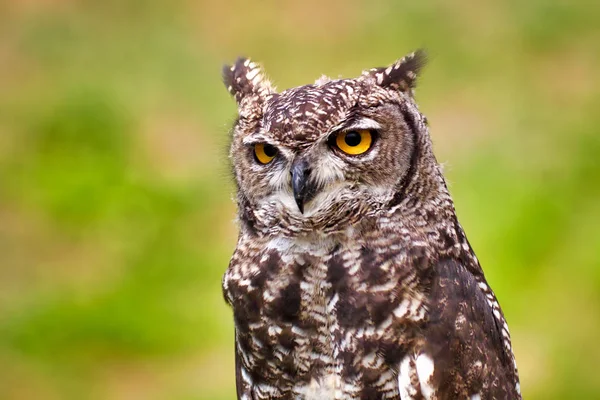 Great Horned Owl, Bubo Virginianus Subarcticus, — Stockfoto