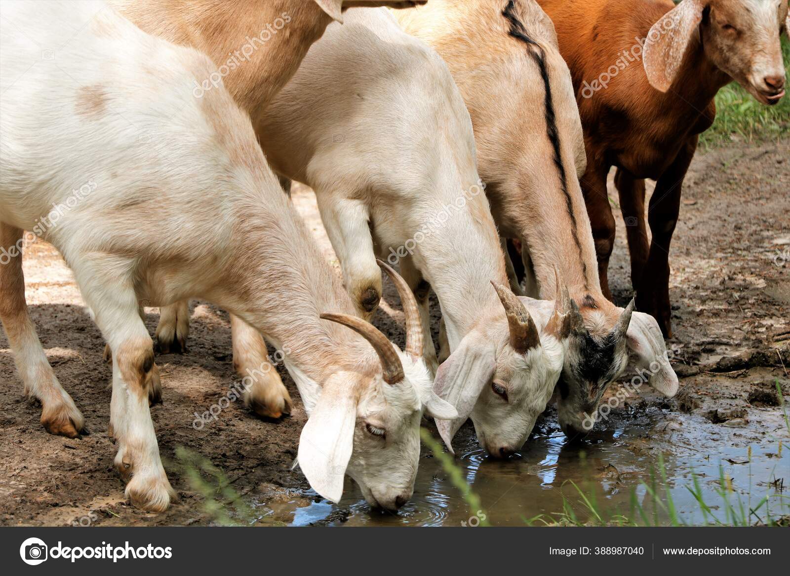Goat Goat Watering Drought Drink Thirst Drink Water Animals Goat Stock