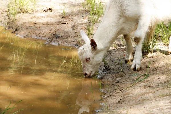 Rega Sede Cabra Para Beber Água Animal Seca Verão — Fotografia de Stock