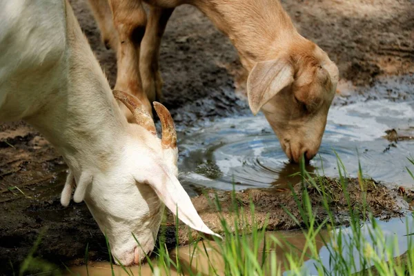 Rega Sede Cabra Para Beber Água Animal Seca Verão — Fotografia de Stock