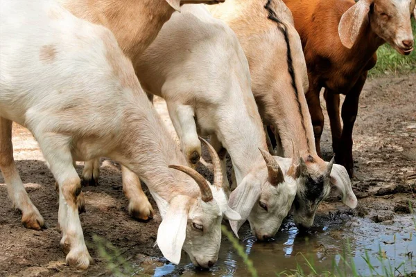 Cabra Caprino Rega Seca Bebida Sede Beber Água Animais Cabra — Fotografia de Stock