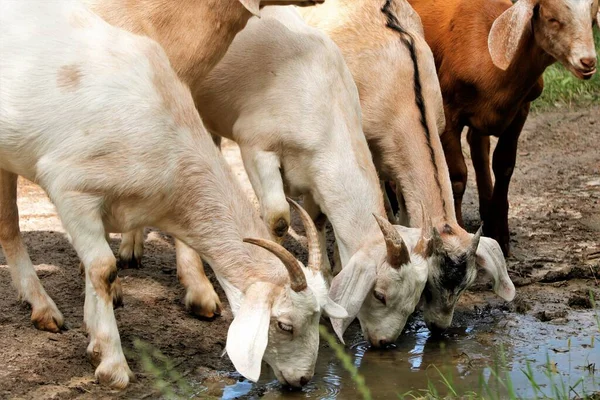 Κατσικίσιο Κατσίκι Πότισμα Ξηρασία Ποτό Δίψα Ποτό Νερό Ζώα Κατσίκα — Φωτογραφία Αρχείου