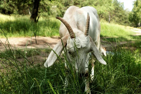Cabra Branca Pastagens Come Grama Outono Floresta Verão Com Fome — Fotografia de Stock
