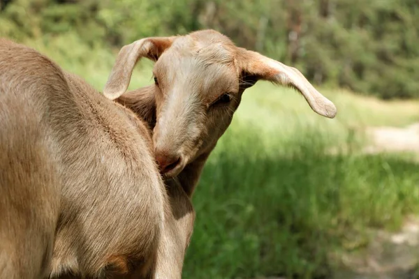 Herd Van Schapen Gaan Naar Weide Eten Drenken Water Herfst — Stockfoto