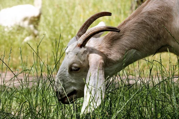 Cabras Floresta Comer Grama Outono Animais Grama — Fotografia de Stock