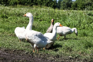 Yeşil bir çayırda beyaz kaz yakın çekimi. Güneşli yaz günü.
