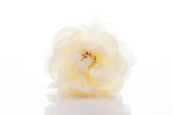 White blooming peony on a white background, close-up