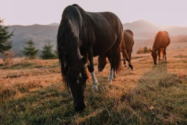Sabah at sürüsü dağlarda