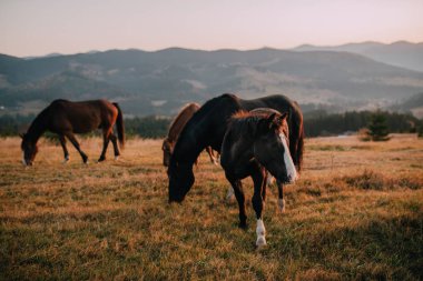 Sabah at sürüsü dağlarda