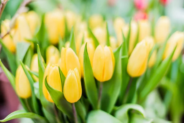 A beautiful bouquet of spring flowers as a gift to loved ones, colleagues. A gift for March 8 beautiful women