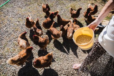 Kırsalda bir tavuğu besleyen genç bir kadın. Hayvan refahı kavramı, organik tarım, sürdürülebilir tarım ve insanlar ve doğa arasındaki bağlantı.